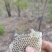 野生蜂蜜120一斤当季新货规格齐全产地直销量大从优视频