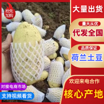 大棚荷兰十五土豆山东济南平阴大量供应质量好价格低性价比高