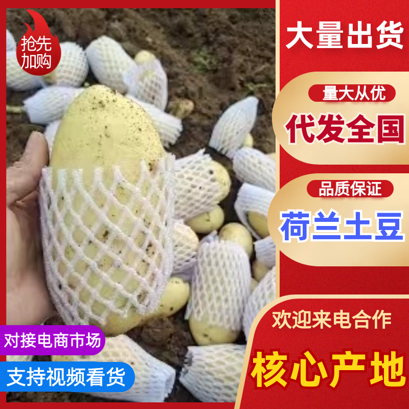 大棚荷兰十五土豆山东济南平阴大量供应质量好价格低性价比高