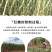 云南红糖纯甘蔗汁熬制手工红糖小碗原汁红糖蔗香浓郁