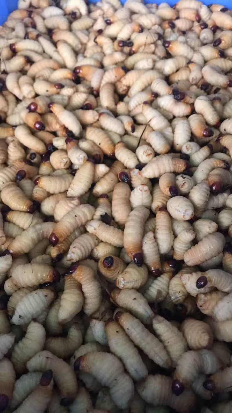 竹笋虫/鲜活竹笋虫/对接批发代收代卖/可大量走货