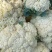 热卖松花菜菜花花菜甘蓝松花菜条形好价格实惠欢迎老板联系
