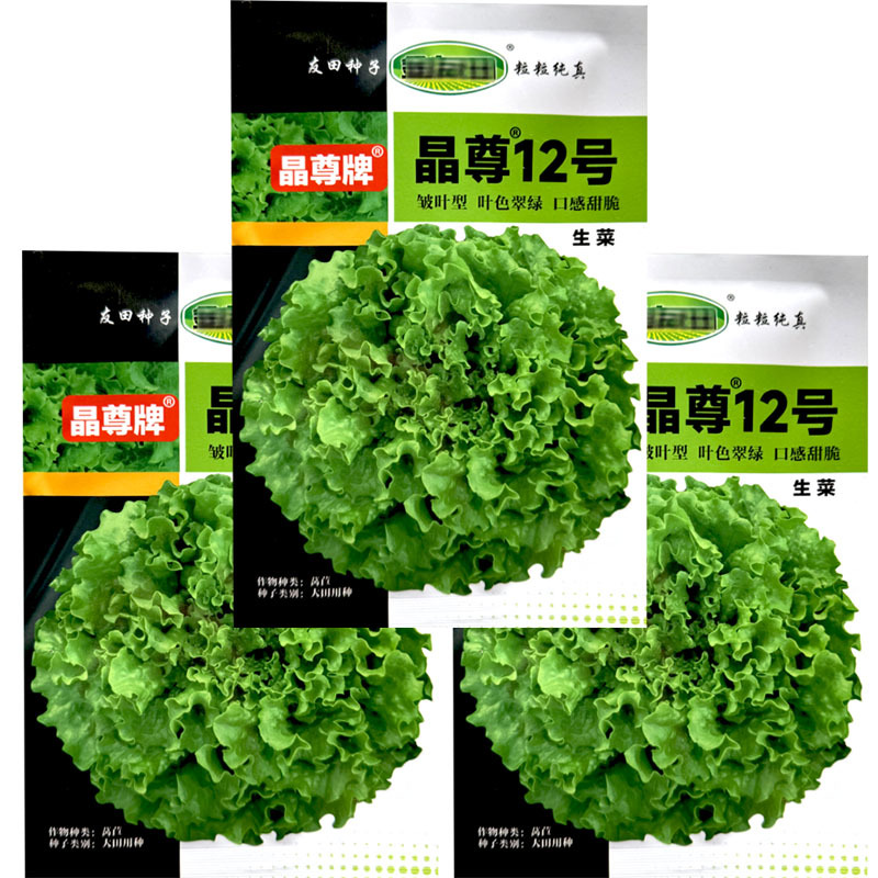 生菜种子晶尊12号大速生菜种子皱叶型叶色翠绿口感甜脆