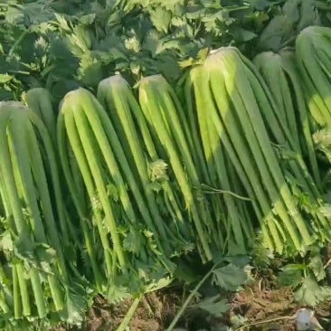 推荐福建芹菜西芹剁头芹菜基地直供量大从优欢迎联