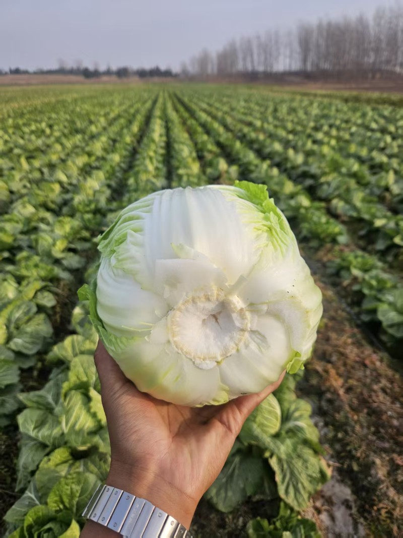 山东黄心白菜,基地直发，一手货源，整车大量供应
