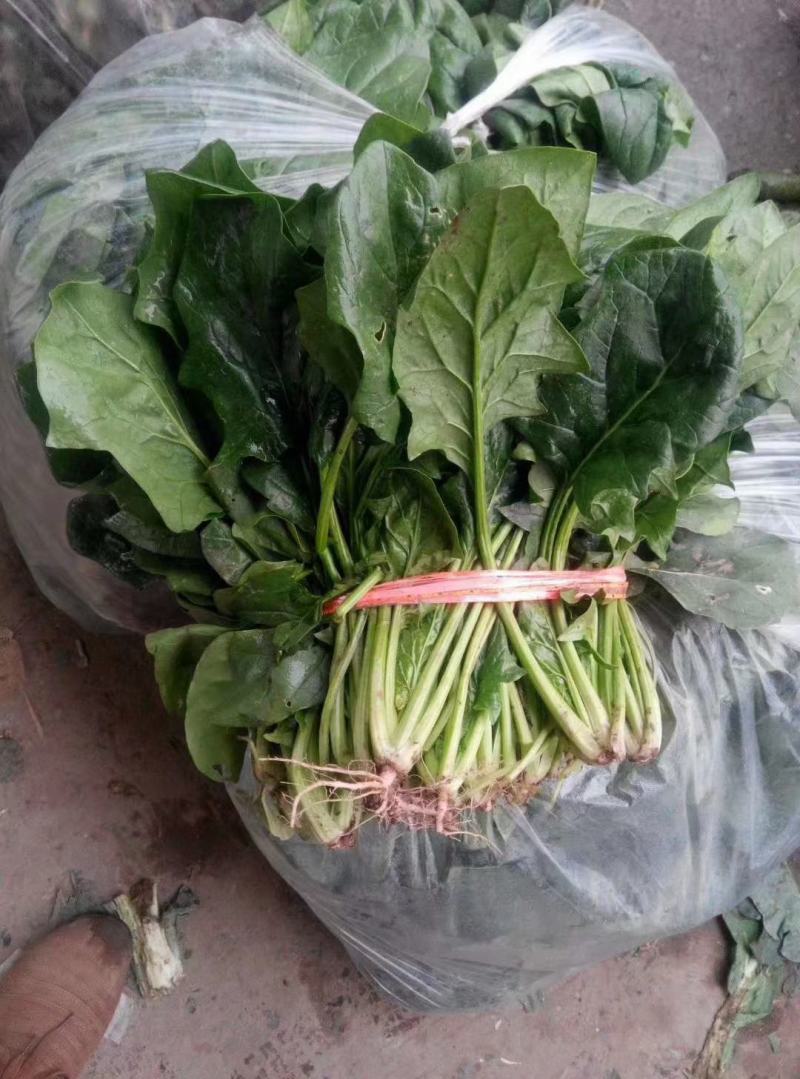 山东菠菜大叶菠菜一手货源可视频看货对接电商市场