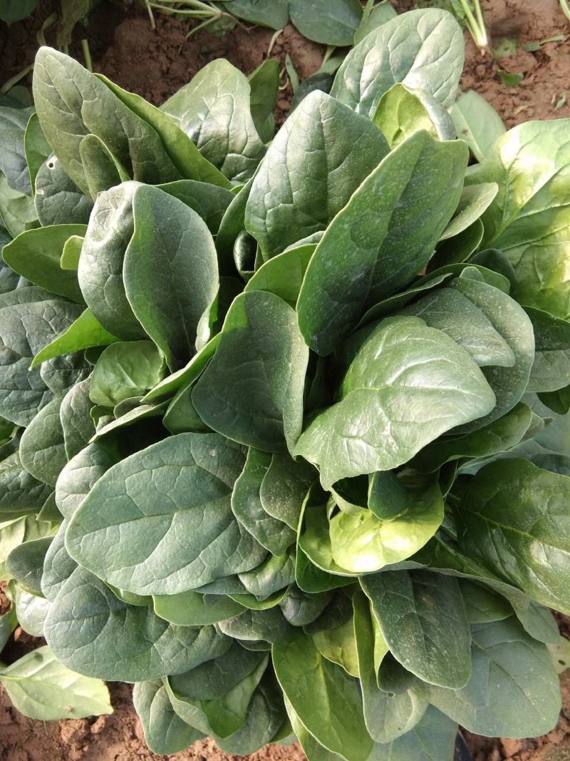 山东菠菜大叶菠菜一手货源可视频看货对接电商市场