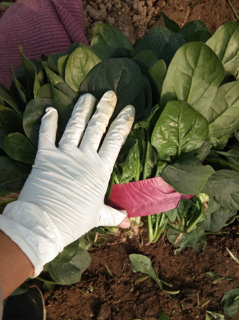 山东菠菜大叶菠菜一手货源可视频看货对接电商市场