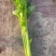【海量货源】河南优质芹菜杆亮跟白高度6-70左右批发电商
