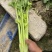 【海量货源】河南优质芹菜杆亮跟白高度6-70左右批发电商