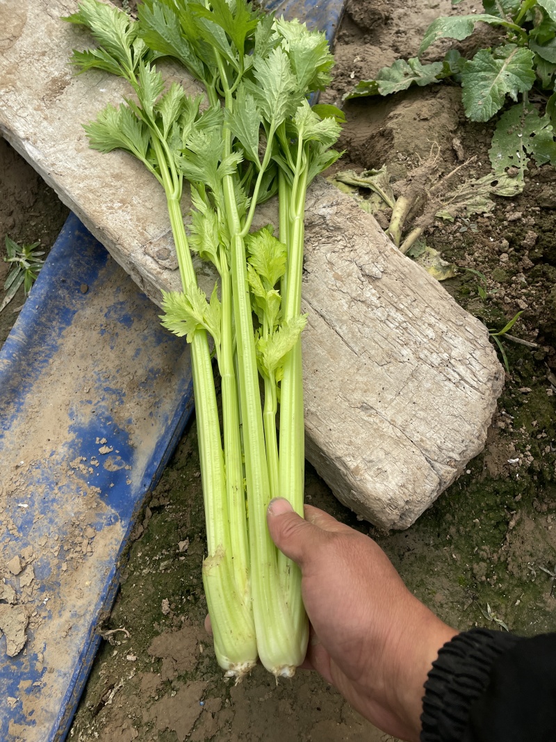 【海量货源】河南优质芹菜杆亮跟白高度6-70左右批发电商