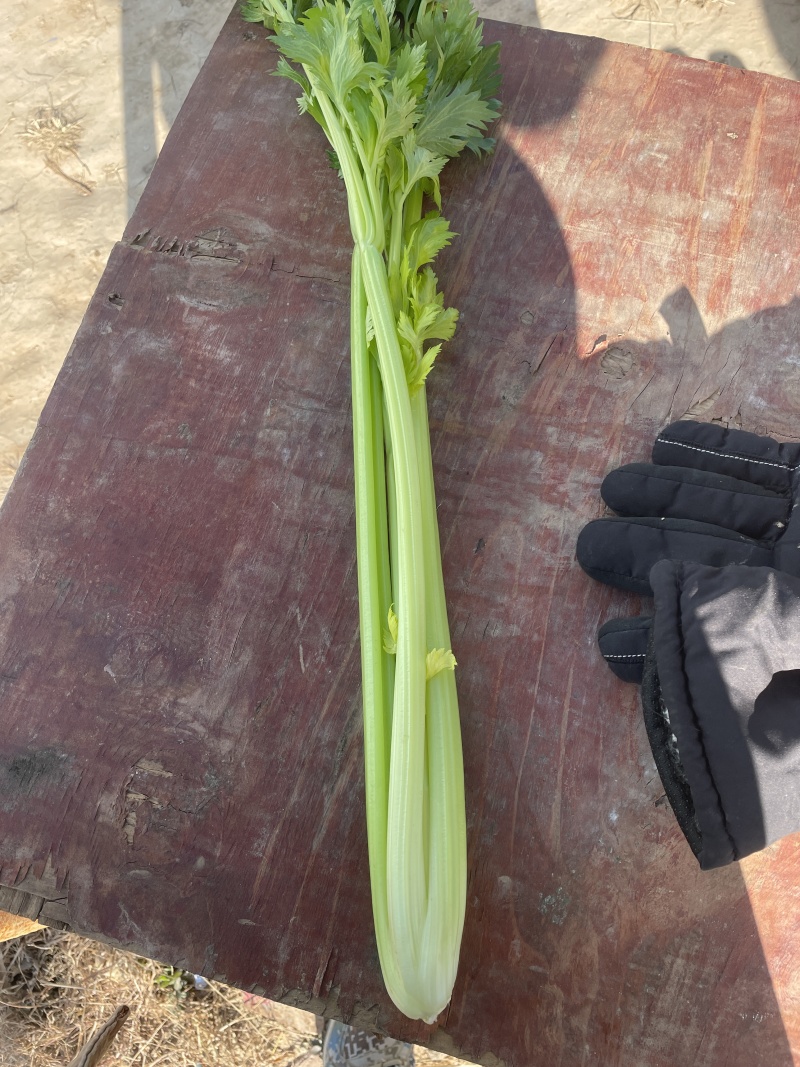 【海量货源】河南优质芹菜杆亮跟白高度6-70左右批发电商