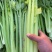 【海量货源】河南优质芹菜杆亮跟白高度6-70左右批发电商
