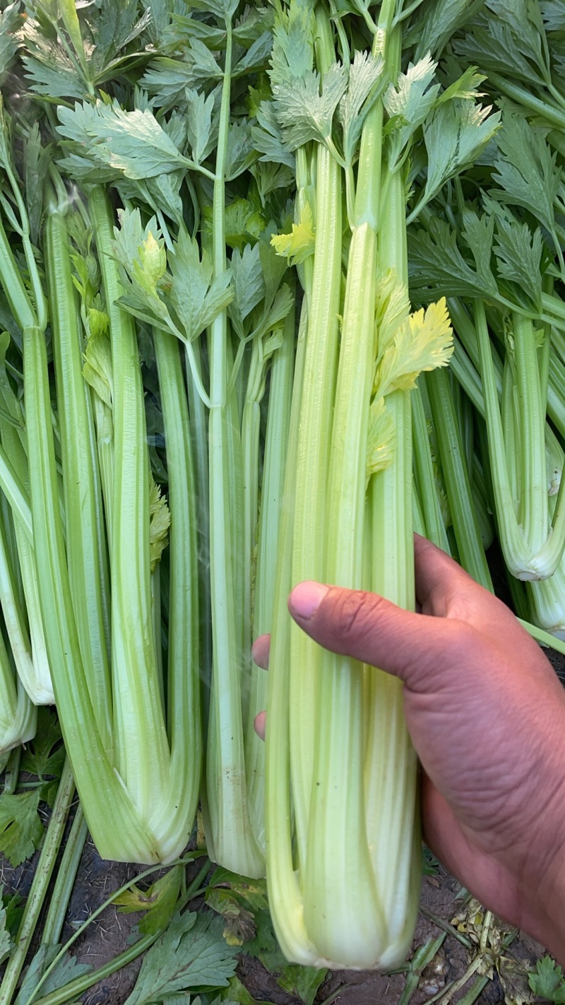 【海量货源】河南优质芹菜杆亮跟白高度6-70左右批发电商
