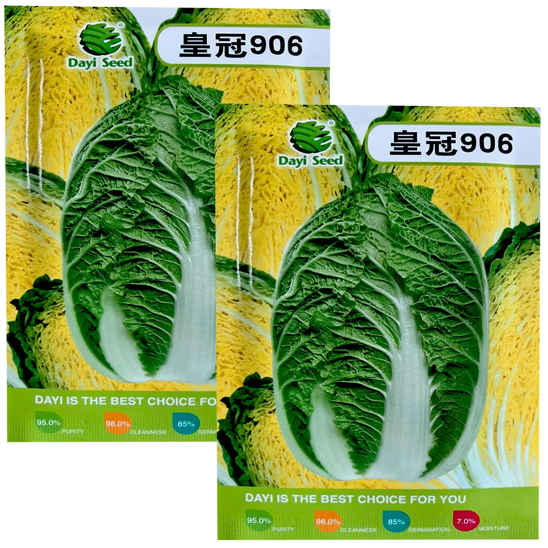 皇冠906大白菜种子深黄芯55天上市基地大田露地种
