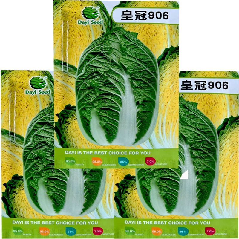 皇冠906大白菜种子深黄芯55天上市基地大田露地种