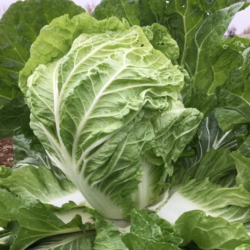 皇冠906大白菜种子深黄芯55天上市基地大田露地种