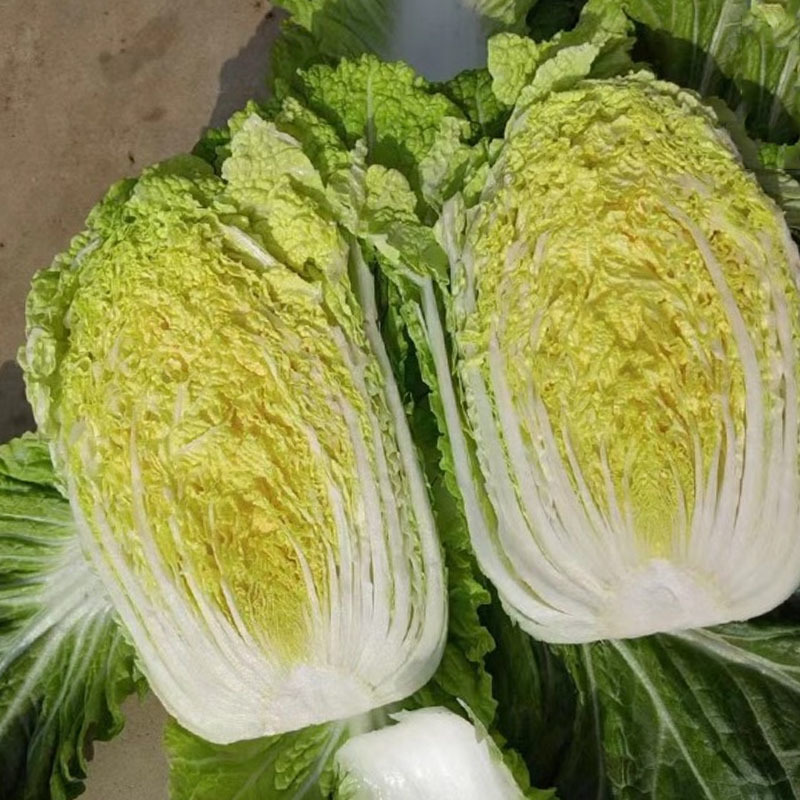 皇冠906大白菜种子深黄芯55天上市基地大田露地种
