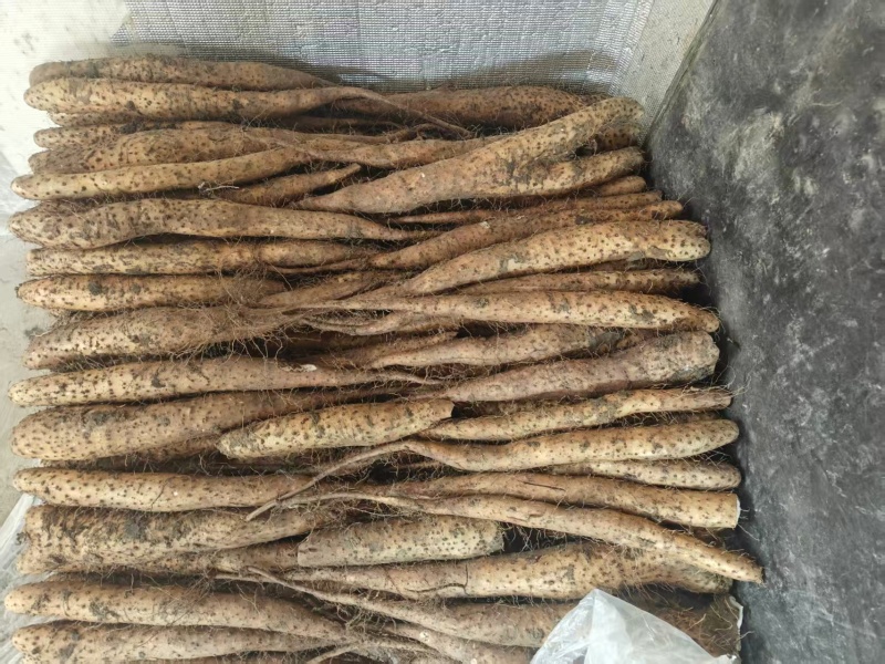 山东青岛白玉山药产地直供可按需配货欢迎来电咨询