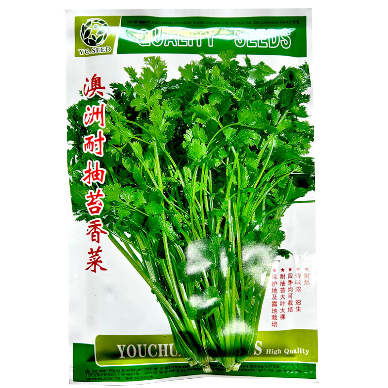 澳洲耐抽苔香菜种子耐抽苔大叶芫荽耐高温纤维少