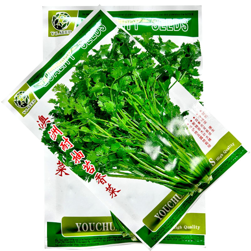 澳洲耐抽苔香菜种子耐抽苔大叶芫荽耐高温纤维少