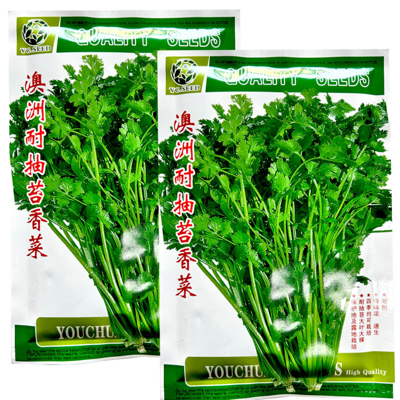 澳洲耐抽苔香菜种子耐抽苔大叶芫荽耐高温纤维少