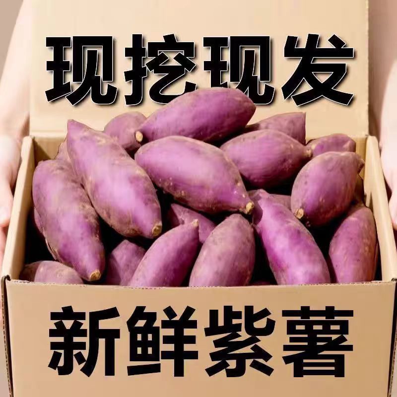 山东精品紫薯现挖现发品质保证量大价优对接市场商超