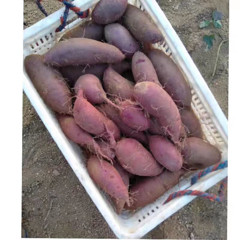 山东精品紫薯现挖现发品质保证量大价优对接市场商超