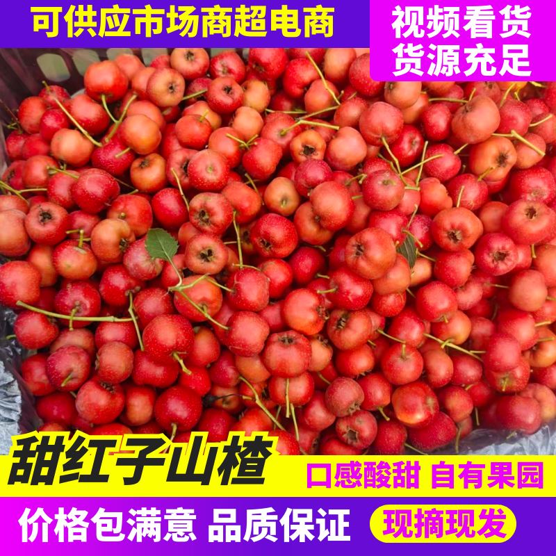 山东新泰市甜红子山楂/品相好/产地发货/量大价优/