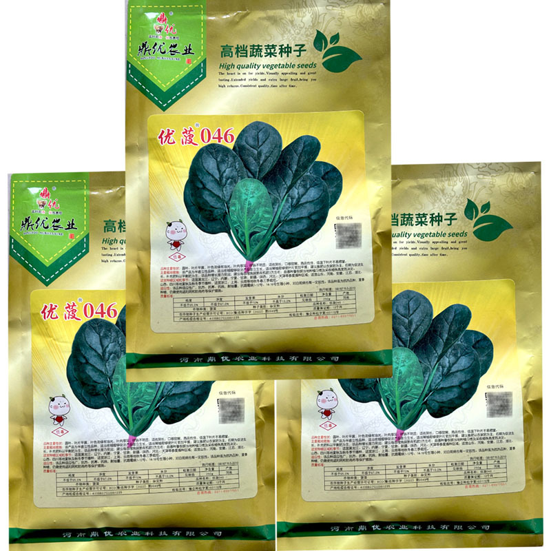 优菠046圆叶菠菜种子四季抗病耐寒耐热越冬大田专用