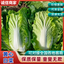 陕西精品白菜，产地直发，一手货源，质量保证，全国发货