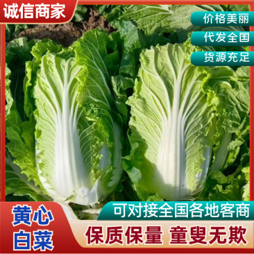 陕西精品白菜，产地直发，一手货源，质量保证，全国发货