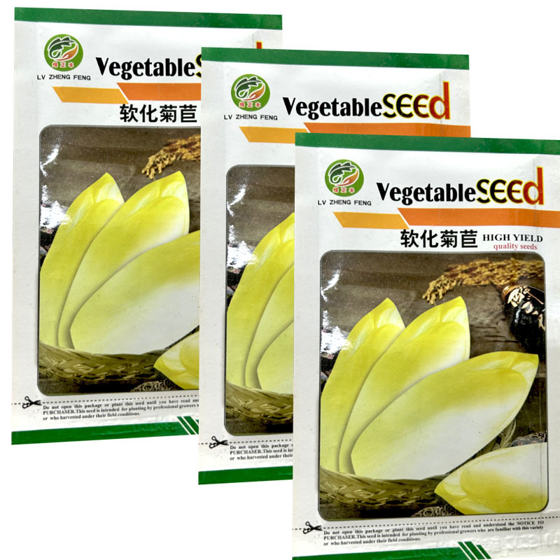 软化菊苣种子黄芽球菊苣苦菊种籽金玉兰菜生吃口