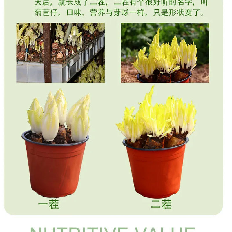 软化菊苣种子黄芽球菊苣苦菊种籽金玉兰菜生吃口