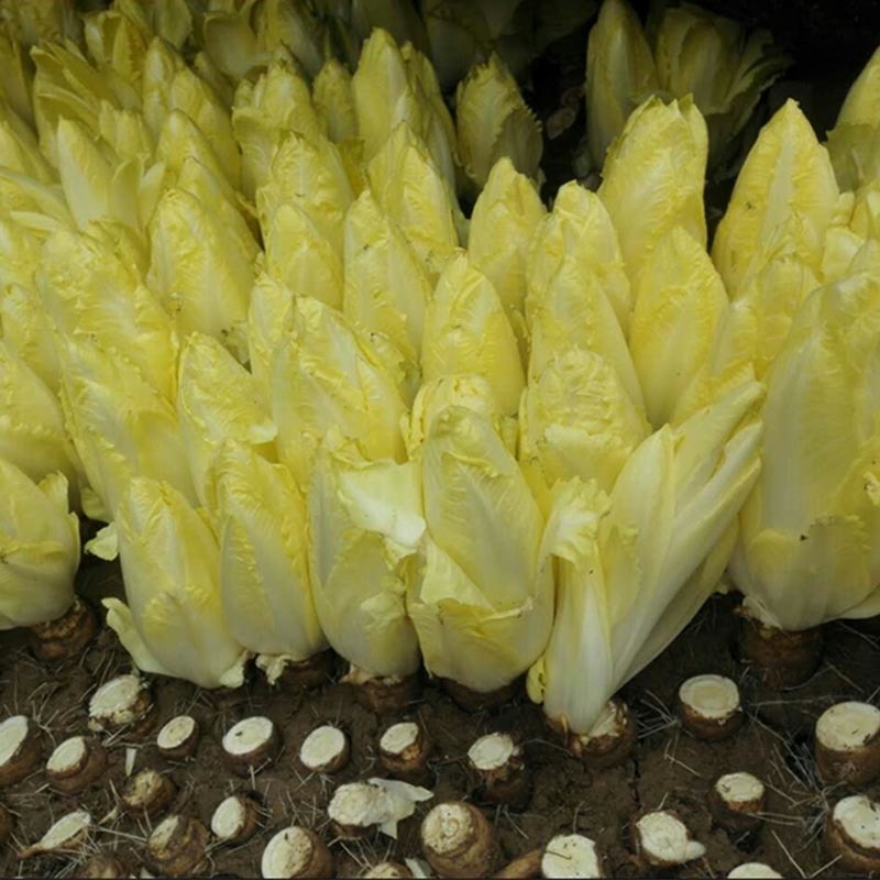 金玉兰菜种根软化菊苣种子菊苣根红菜苗金玉兰菜