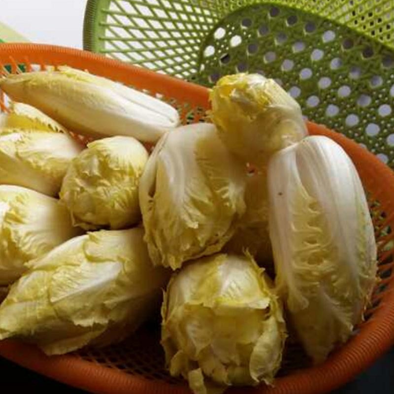 金玉兰菜种根软化菊苣种子菊苣根红菜苗金玉兰菜