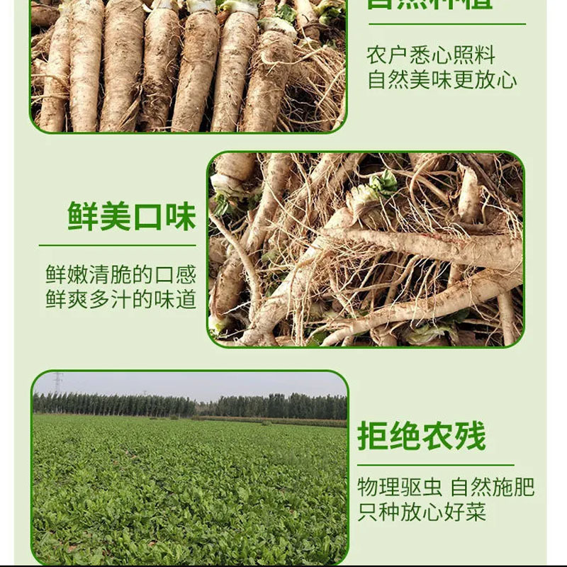 金玉兰菜种根软化菊苣种子菊苣根红菜苗金玉兰菜