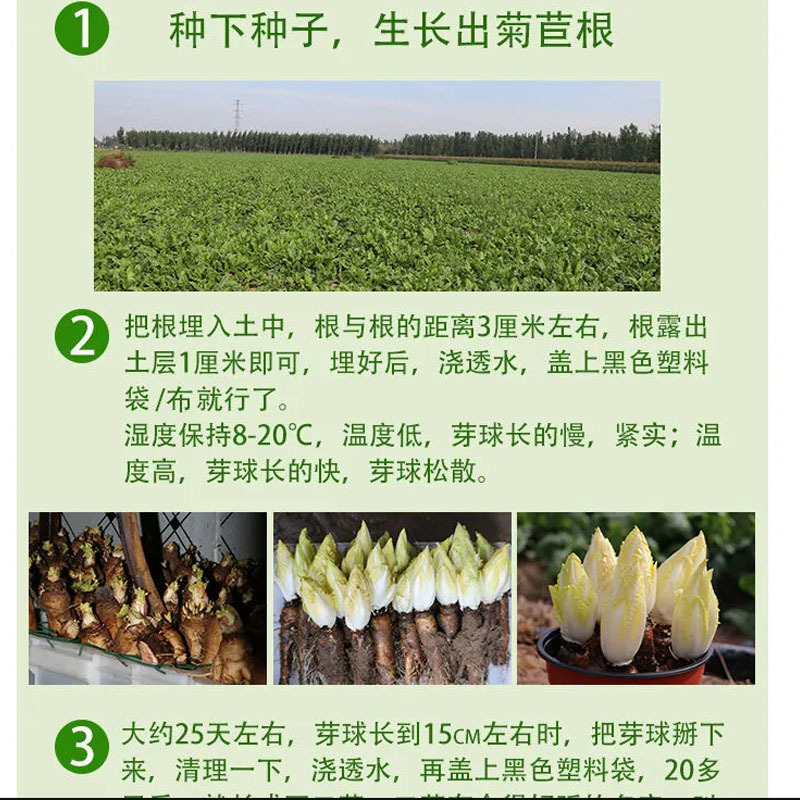 金玉兰菜种根软化菊苣种子菊苣根红菜苗金玉兰菜