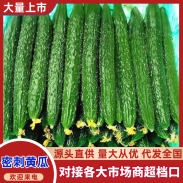 密刺黄瓜产地直供大量上市品质保证价格优惠全国发货