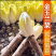 金玉兰菜种根软化菊苣种子菊苣根红菜苗金玉兰菜