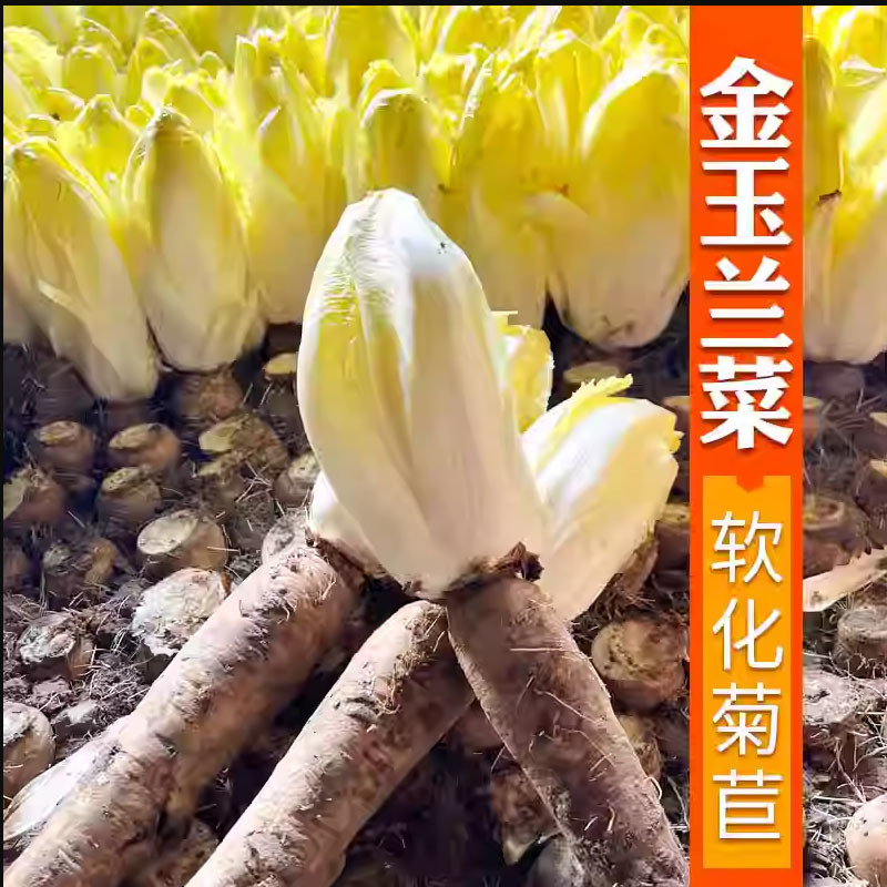 金玉兰菜种根软化菊苣种子菊苣根红菜苗金玉兰菜