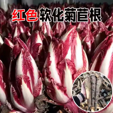 红色软化菊苣种苗种子紫玉兰菜高钙红菊苣四季水培盆栽