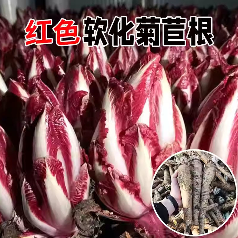 红色软化菊苣种苗种子紫玉兰菜高钙红菊苣四季水培盆栽