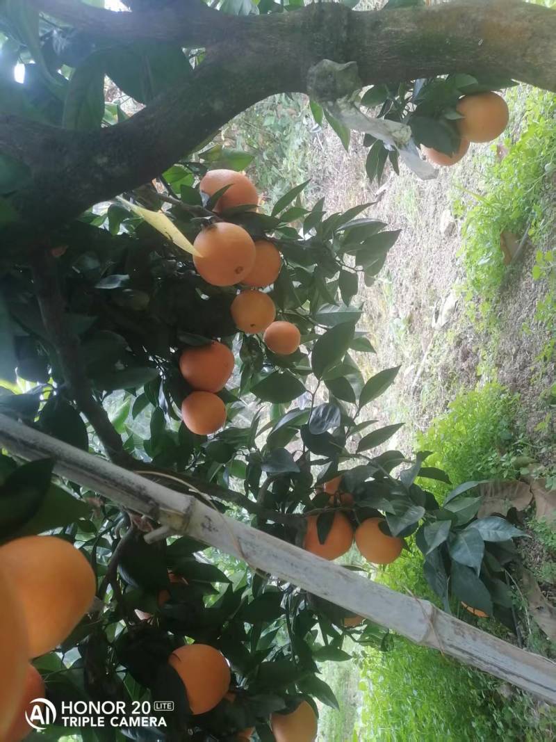 湖北宜昌纽荷尔脐橙大量上市现摘现发一手货源欢迎来电