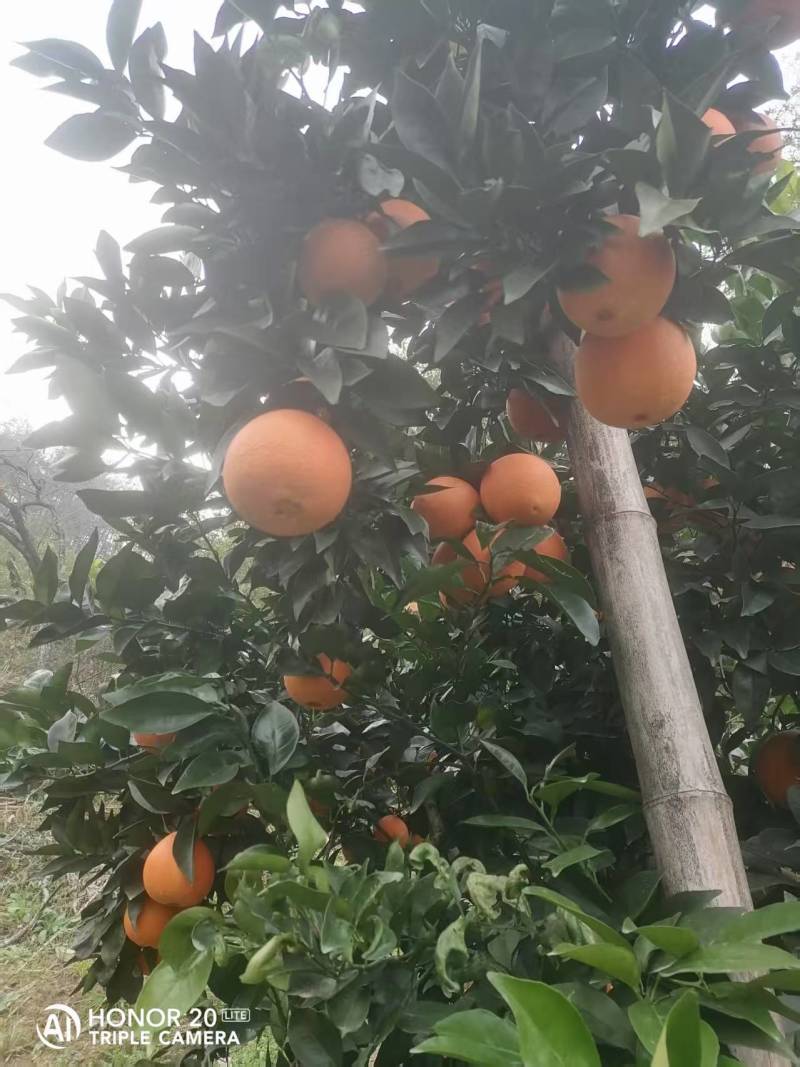 湖北宜昌纽荷尔脐橙大量上市现摘现发一手货源欢迎来电