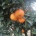 湖北宜昌纽荷尔脐橙大量上市现摘现发一手货源欢迎来电