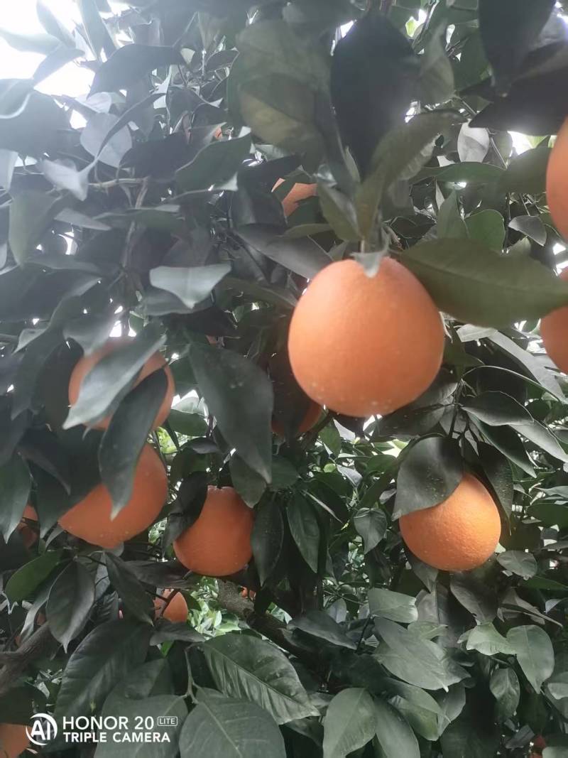 湖北宜昌纽荷尔脐橙大量上市现摘现发一手货源欢迎来电