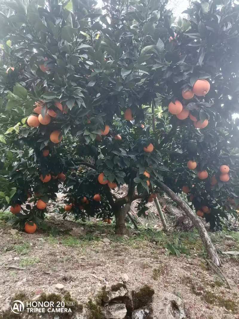 湖北宜昌纽荷尔脐橙大量上市现摘现发一手货源欢迎来电