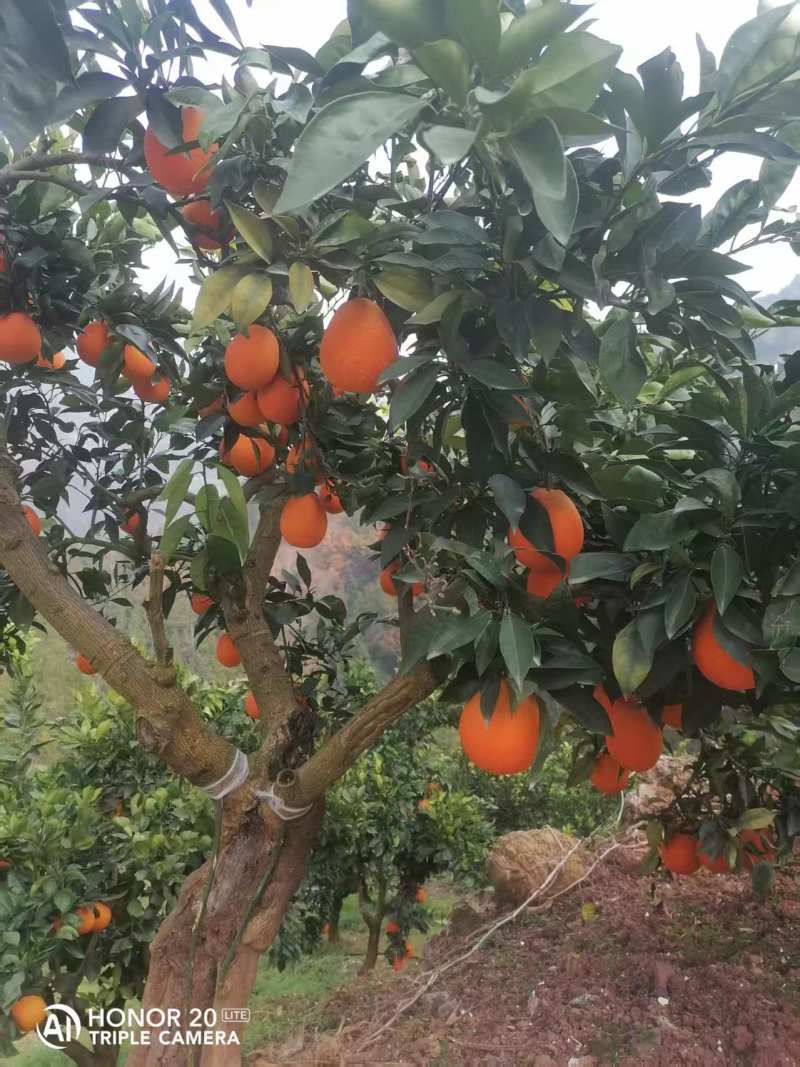 精品长虹脐橙自己种植一手货源价格优惠欢迎来电洽谈
