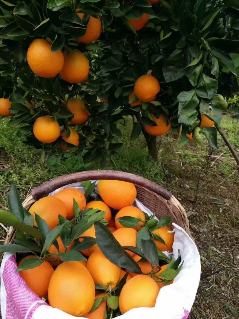 精品长虹脐橙自己种植一手货源价格优惠欢迎来电洽谈